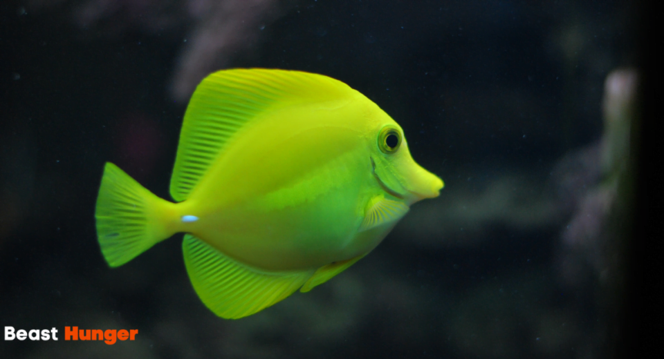 Fish Without Fins and Scales List - What’s On the List?