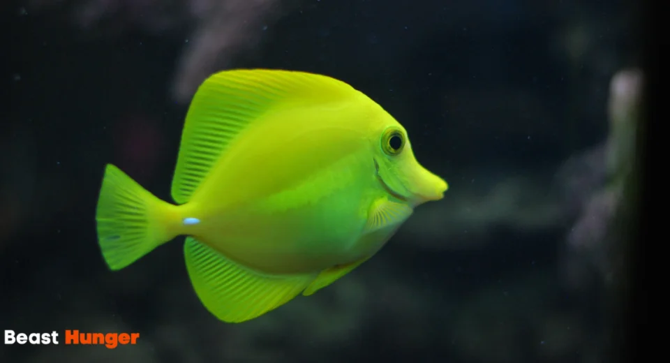 Fish Without Fins and Scales List - What’s On the List?
