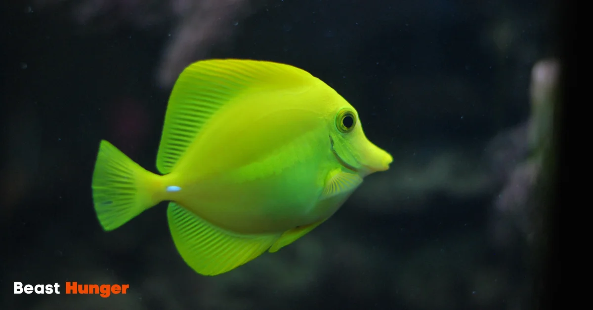 Fish Without Fins and Scales List - What’s On the List?
