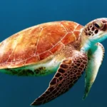 Fish Without Fins and Scales List