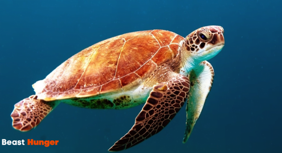 Sea Creatures that drift