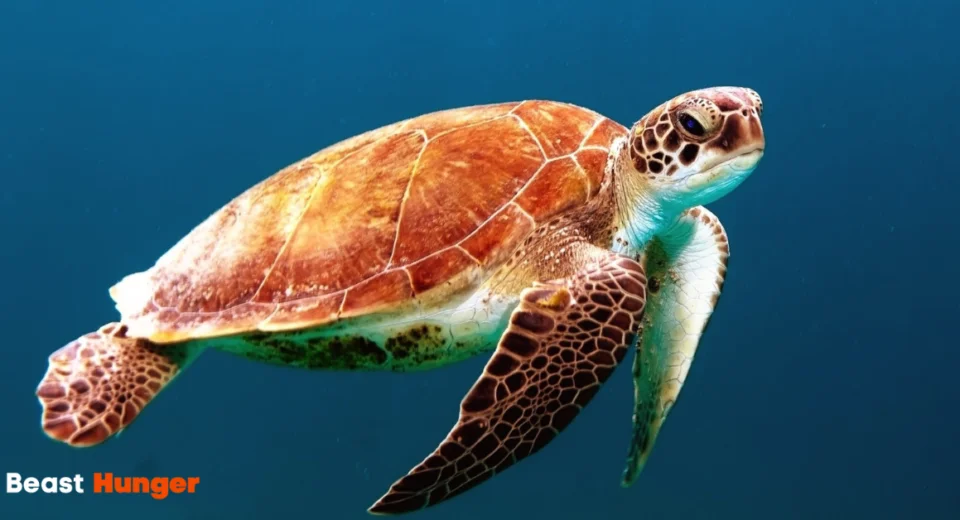 Sea Creatures that drift