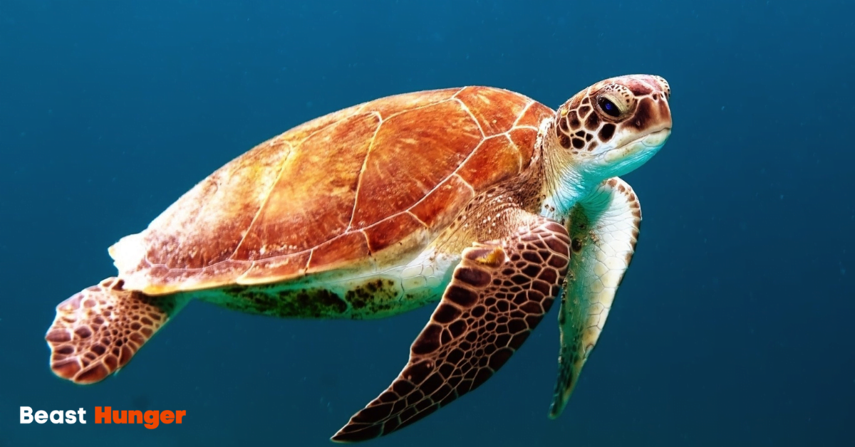 Sea Creatures that drift