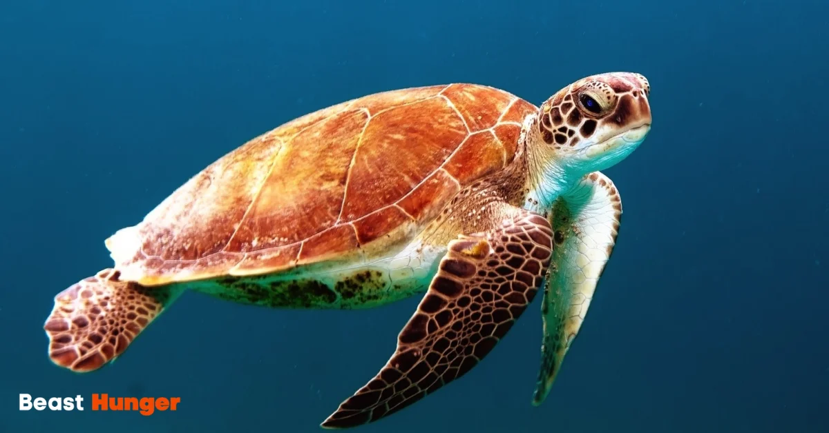 Sea Creatures that drift